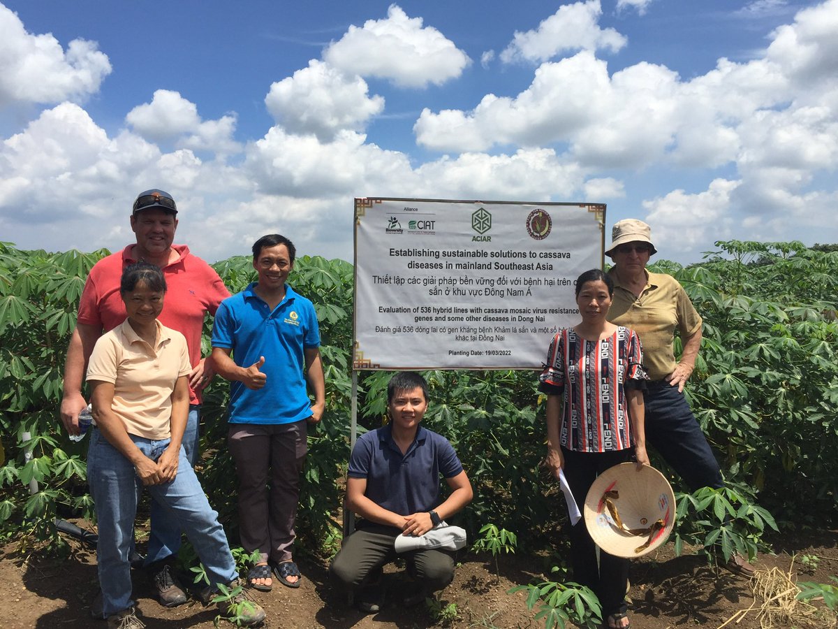 CassDiseaseAsia's tweet photo. Introducing multiple environments earlier in the breeding process has been one of the changes @BiovIntCIAT_eng @XiaofeiZhangcn has introduced to Vietnam π»π³ cassava breeding program. Great to have our @ACIARAustralia RPM visit the teams hard work at #HLARC DongNai Province. https://t.co/XZYA2jF8Qv