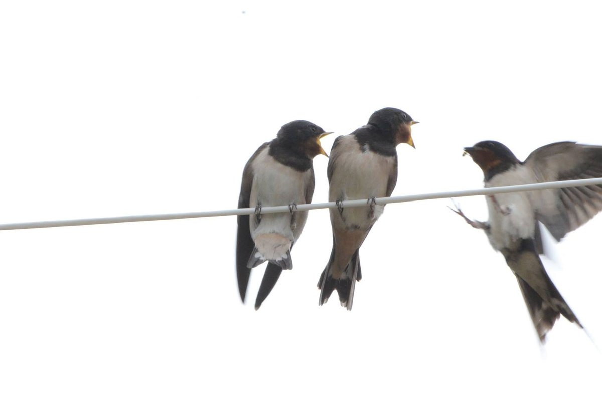 Roger_Slade's tweet photo. Mum flying in with dinner, eagerly received.  #RSPBEngland #gardenbirds https://t.co/qRnTYr3p8l