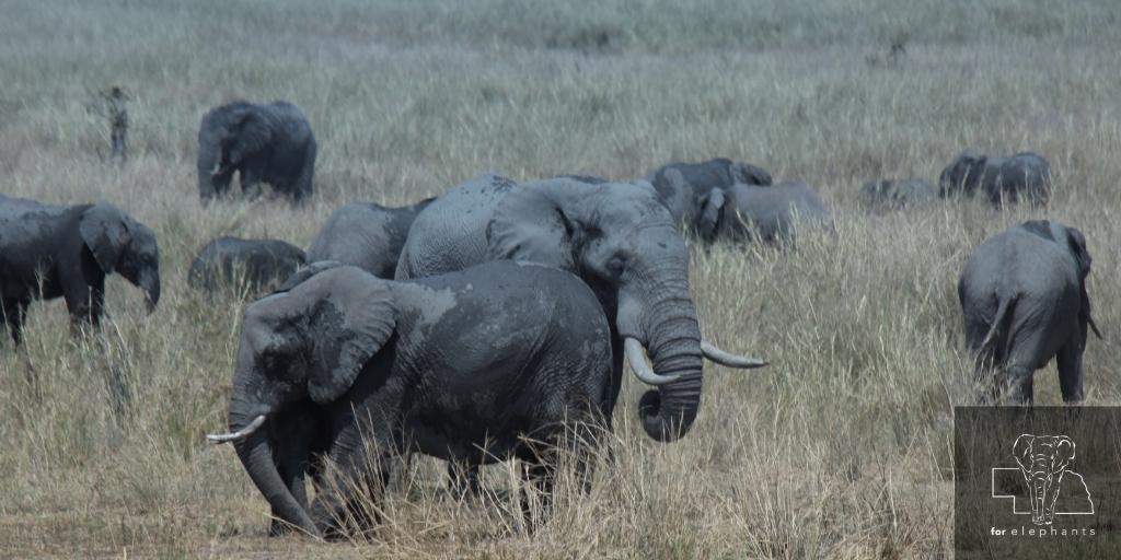 ForElephants_'s tweet photo. African elephants are currently classified as critically endangered. Find out how we study these elephants and how they are counted!

https://t.co/RcIfD0uLPT  

#ElephantResearch #AfricanElephant https://t.co/QSMW9vw26H