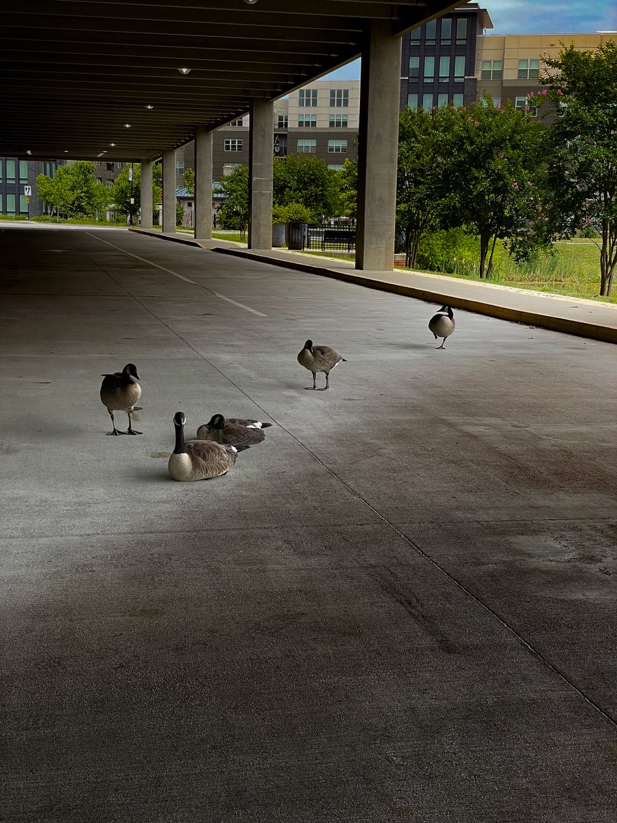 ItzSimmie's tweet photo. They followed me into the parking garage. I thought they wanted food. found out they just wanted their pictures taken. So we had a photoshoot. Everyone wants to feel appreciated sometime. 1/ #gesse #photoshoot #taoofphoto https://t.co/j8gxFK2och
