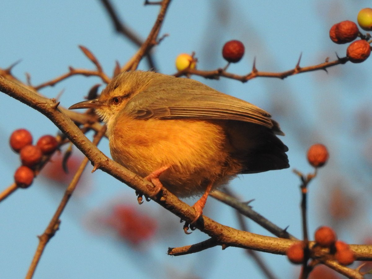 LatinBirds tweet picture