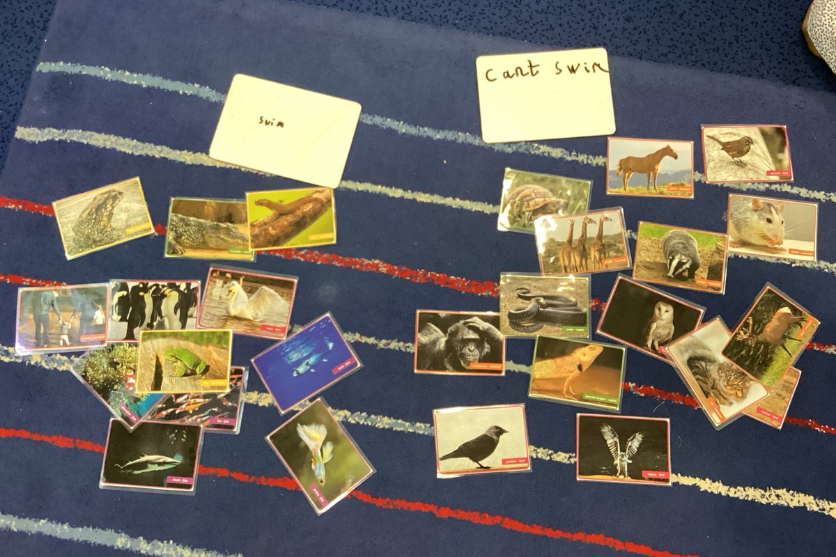 StainesPrepYr1's tweet photo. #StainesPrepYear1 thought about how we could sort out animals. These are some of the ideas that we came up with. We then learnt about 5 animals groups - mammals🐄, amphibians🐸, reptiles🐢, fish🐠 and birds🦉. #StainesPrepScience #StainesPrepLearn https://t.co/tLnHkjK2Su