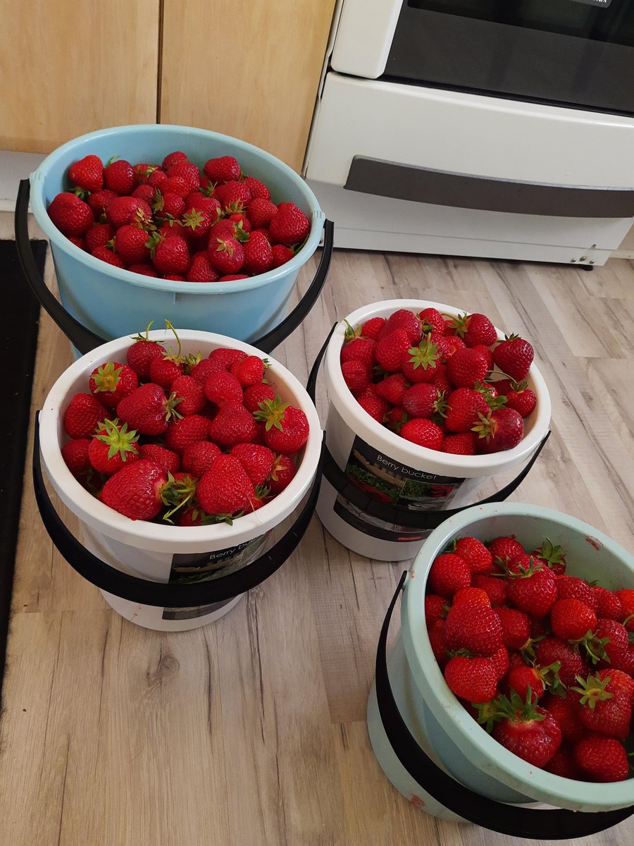 Pinterbest's tweet photo. 12Kg of hand-picked Swedish strawberries https://t.co/WWM3ZUDYe4 https://t.co/ZcSORRM7o5 https://t.co/UhcI4UUhat