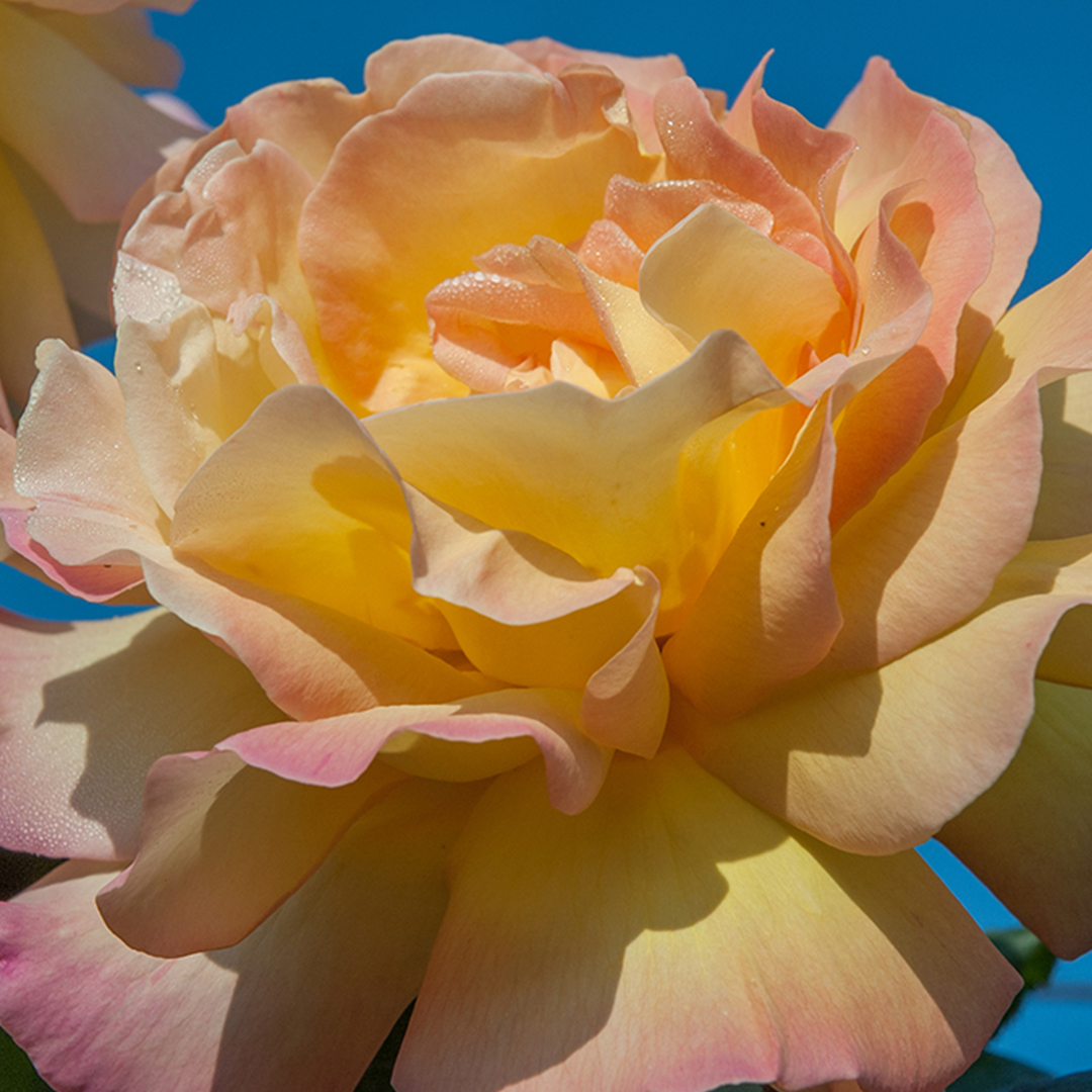 Terre De Roses (@terrederoses) on Twitter photo Cette année célèbre la 80ème année de la rose Peace® au catalogue <a href="/rosesmeilland/">Meilland Richardier</a>. ✨
Cette rose unique en son genre est la plus vendue au monde avec plus de 100 millions de rosiers plantés.
Plus qu’une rose, un véritable symbole mondial de la paix. 🌹 Cette année célèbre la 80ème année de la rose Peace® au catalogue <a href="/rosesmeilland/">Meilland Richardier</a>. ✨
Cette rose unique en son genre est la plus vendue au monde avec plus de 100 millions de rosiers plantés.
Plus qu’une rose, un véritable symbole mondial de la paix. 🌹