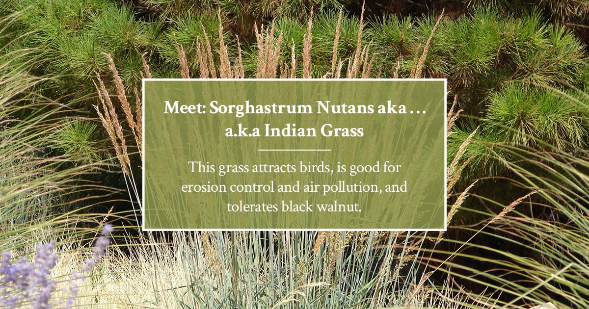 Meet Sorghastrum Nutans…aka Indian Grass Blooming in full sun from September - February, this grass attracts birds, is good for erosion control and air pollution, and tolerates black walnut. Learn more: kayanase.ca/greenhouse/#iL… #greenhouse #greenhousegrown #NativePlants