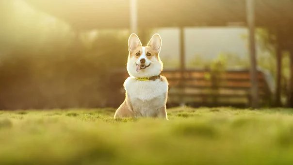 corgi_page's tweet photo. Say "Yes" if you are a corgi mom or corgi dad or a crazy corgi lover!! https://t.co/FuDs9YriUn