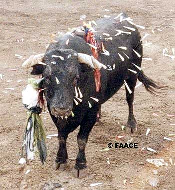 ruben_prz's tweet photo. LE CLAVABAN "DARDOS" A LOS TOROS😳

Hasta no hace tanto en #Coria lanzaban "dardos" al toro como diversión durante el encierro por el municipio, donde han gobernado PSOE y PP.

La parte positiva: Cada vez + vecin@s rechazan la crueldad animal como fiesta. https://t.co/okRKwYabsc