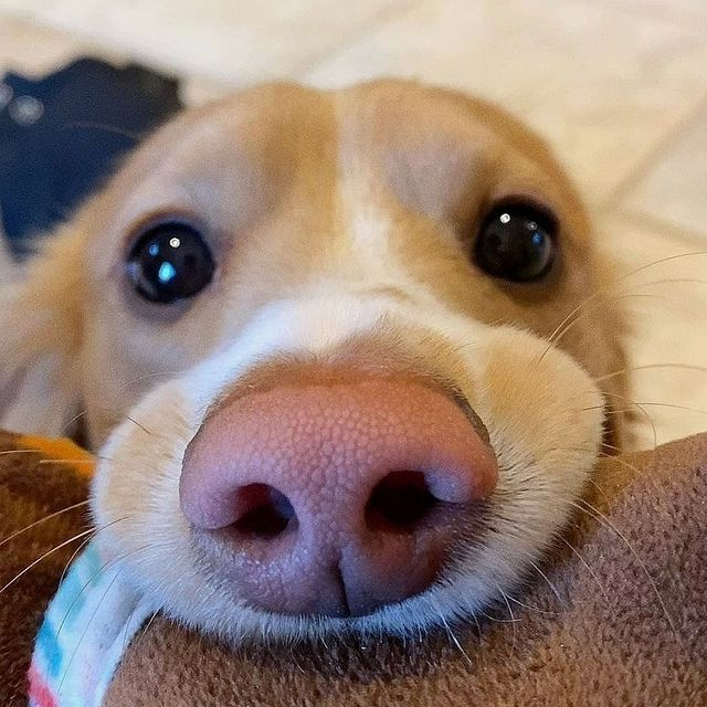 salsichinhas's tweet photo. Conte de novo sobre o dia que você me adotou? https://t.co/8HtzDQDtjq