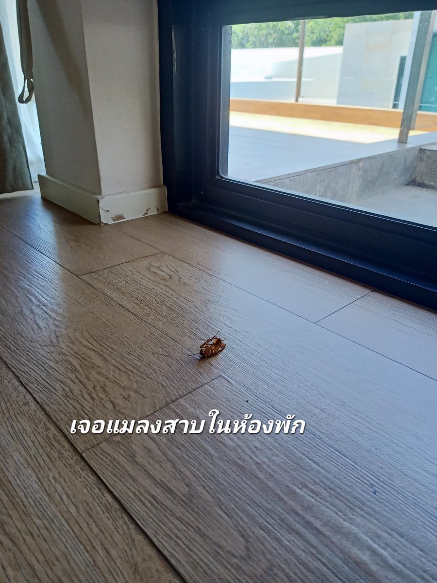 ปังปัง in Canada🍁 tweet media