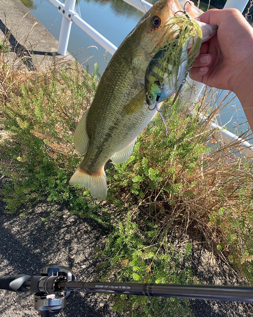 ruibakuchou's tweet photo. やっと、、、やっと終わったテスト🤣

っちゅー事で、やっぱりバス釣り🎣

しかし、暑すぎな🥵

良いサイズはピクロと、見えバスはゾーイで❗️

かわいいサイズはめっちゃ釣れるけどデカいのがムズ。

#OSP
#ピクロ68f 
#legitdesign 
#WSSst65L
#soc610mh 
#electric_fishing https://t.co/TDBRVRtGbF