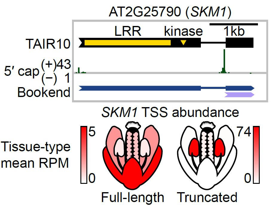 MSchon0's tweet photo. Anthers make some truly weird isoforms, like this LRR-RLK gene transcribed without its LRR or RLK domains... could this be a form of functional silencing without transcriptional silencing? We don't know yet, but it's not the only gene that does this! (6/6) https://t.co/llnsHB0jXC
