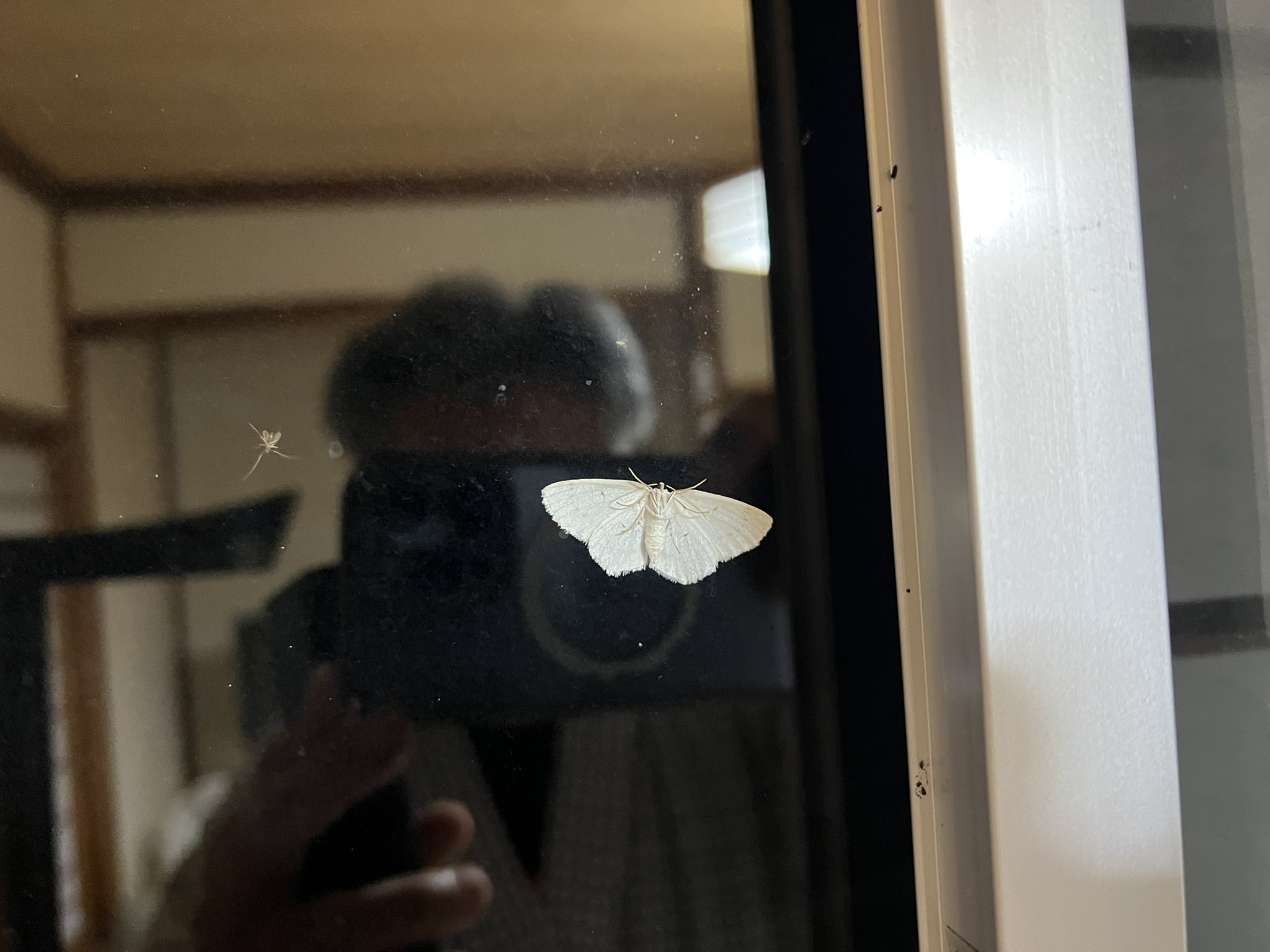 Ossan もう敷かれた布団に入ってるんですが 小ちゃい羽虫が沢山部屋に入り込んでて賑やかになってますw 蚊は居ないようなので気にせず寝ます おやすみなさい T Co Vc4ducatu5 Twitter Ossan もう敷かれた布団に入ってるんですが 小ちゃい羽虫が沢山部屋に入り込んでて賑やかになってますw 蚊は居ないようなので気にせず寝ます おやすみなさい T Co Vc4ducatu5 Twitter