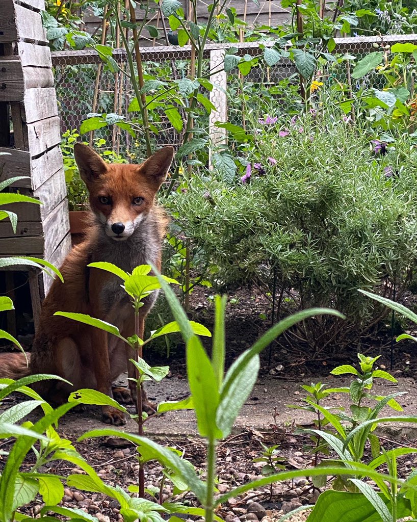 LotusYoga's tweet photo. A friend in waiting #foxoftheday @ChrisGPackham https://t.co/aq1sIo6v6p