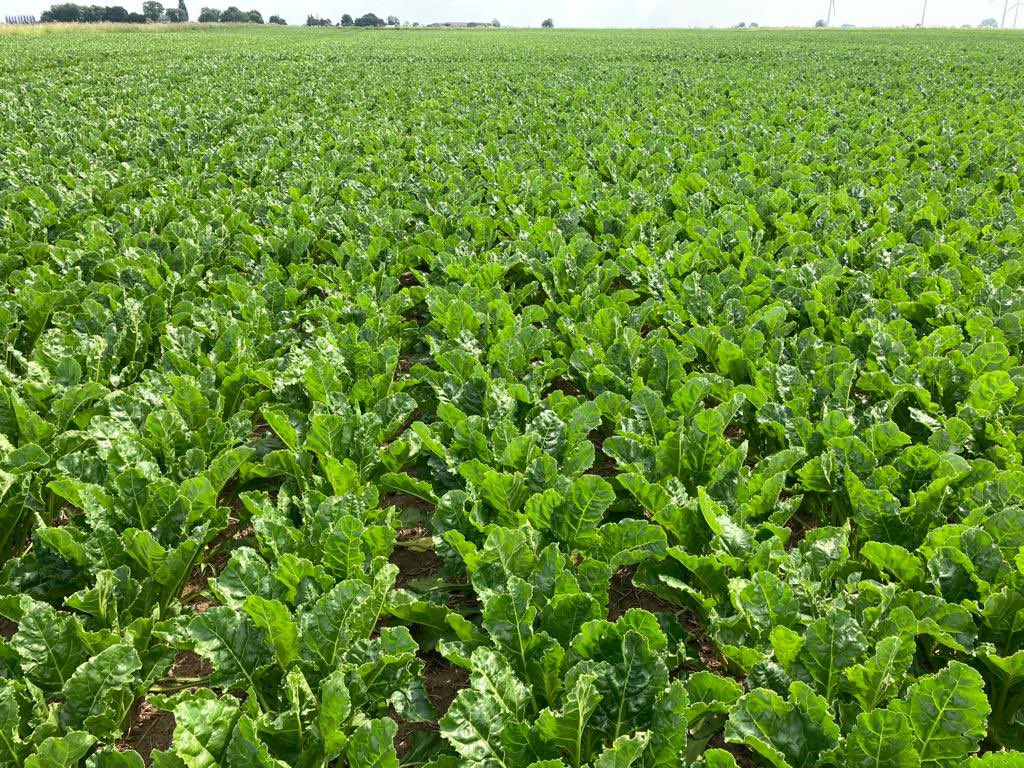 LimeX is a useful addition to every sugar beet crop in order to regulate pH as well as provide essential crop nutrients such as Phosphate, Magnesium, Sulphur and lots of available Calcium! #farming #agriculture
