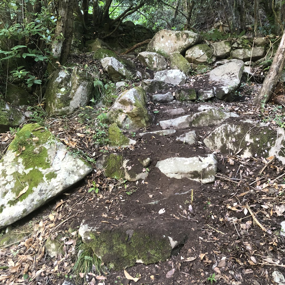 CinqueterreTrek's tweet photo. Valle di Pisea. 
Oggi non ho potuto resistere a ripristinare questi gradini ancestrali e migliorare il passaggio. Il lavoro da fare e' ancora enorme ma sono sicuro che in questi sassi e' scritto non solo il nostro passato, ma il futuro che vogliamo.

#montelecrocitrailpark https://t.co/ryAXbBx0Oc