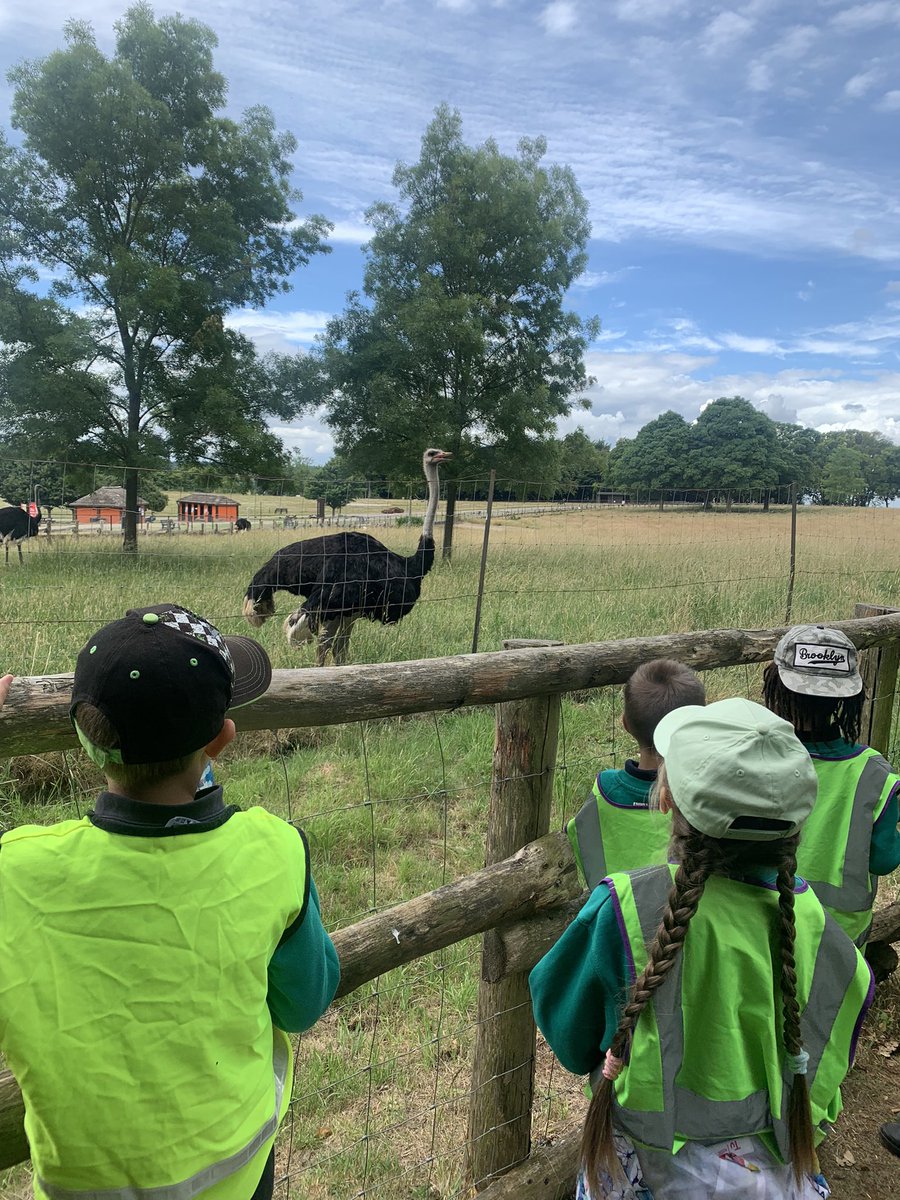 uptonrainbow's tweet photo. Elephants, flamingos, ostrich and look really closely to see a lion 🦁🐘🦒 @ZSLWhipsnadeZoo https://t.co/s9jF7jsp7q