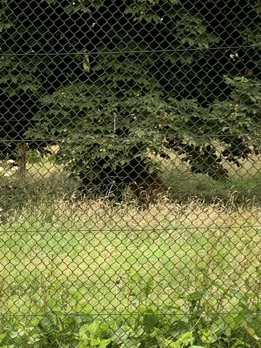 uptonrainbow's tweet photo. Elephants, flamingos, ostrich and look really closely to see a lion 🦁🐘🦒 @ZSLWhipsnadeZoo https://t.co/s9jF7jsp7q