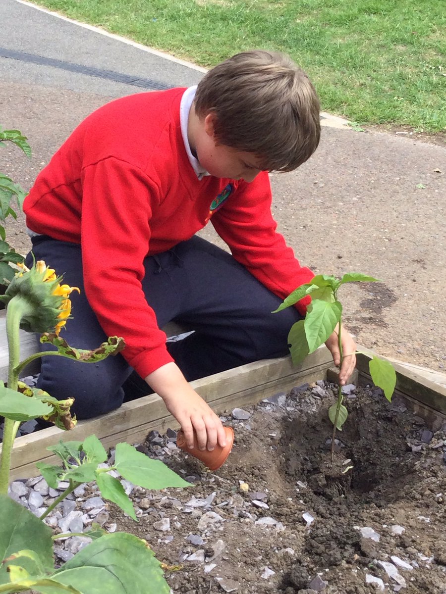 Supreme Green tweet media