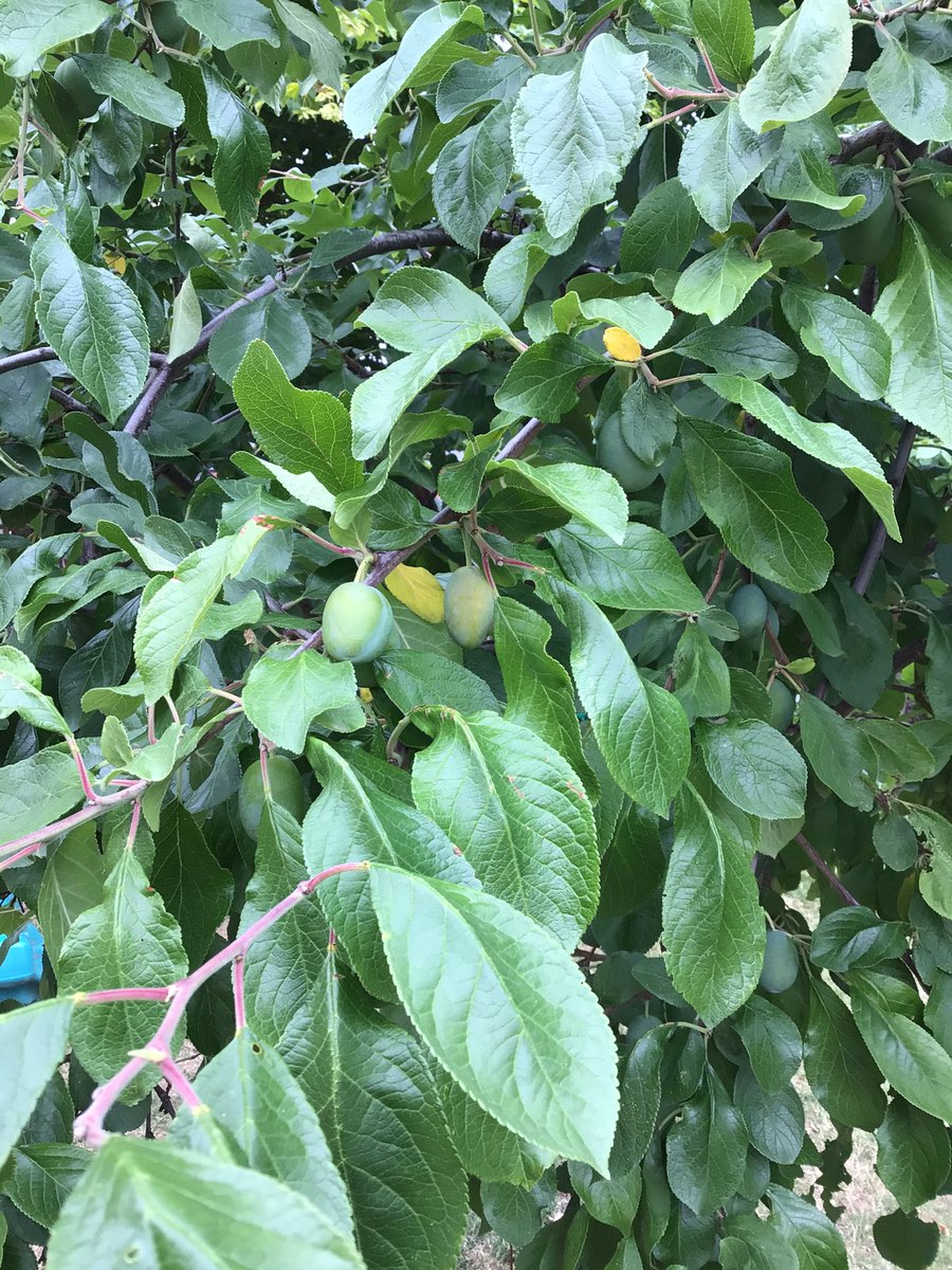 AbbeyMead_TMET's tweet photo. Nursery has delicious fruits and nuts growing #fruits #cherries #apples #walnuts #plums #healthy #tasty 🧒🏽👦🏽👨👩🏽‍🦱🍎🍒🍈🍑 https://t.co/xVLIPUUsjK