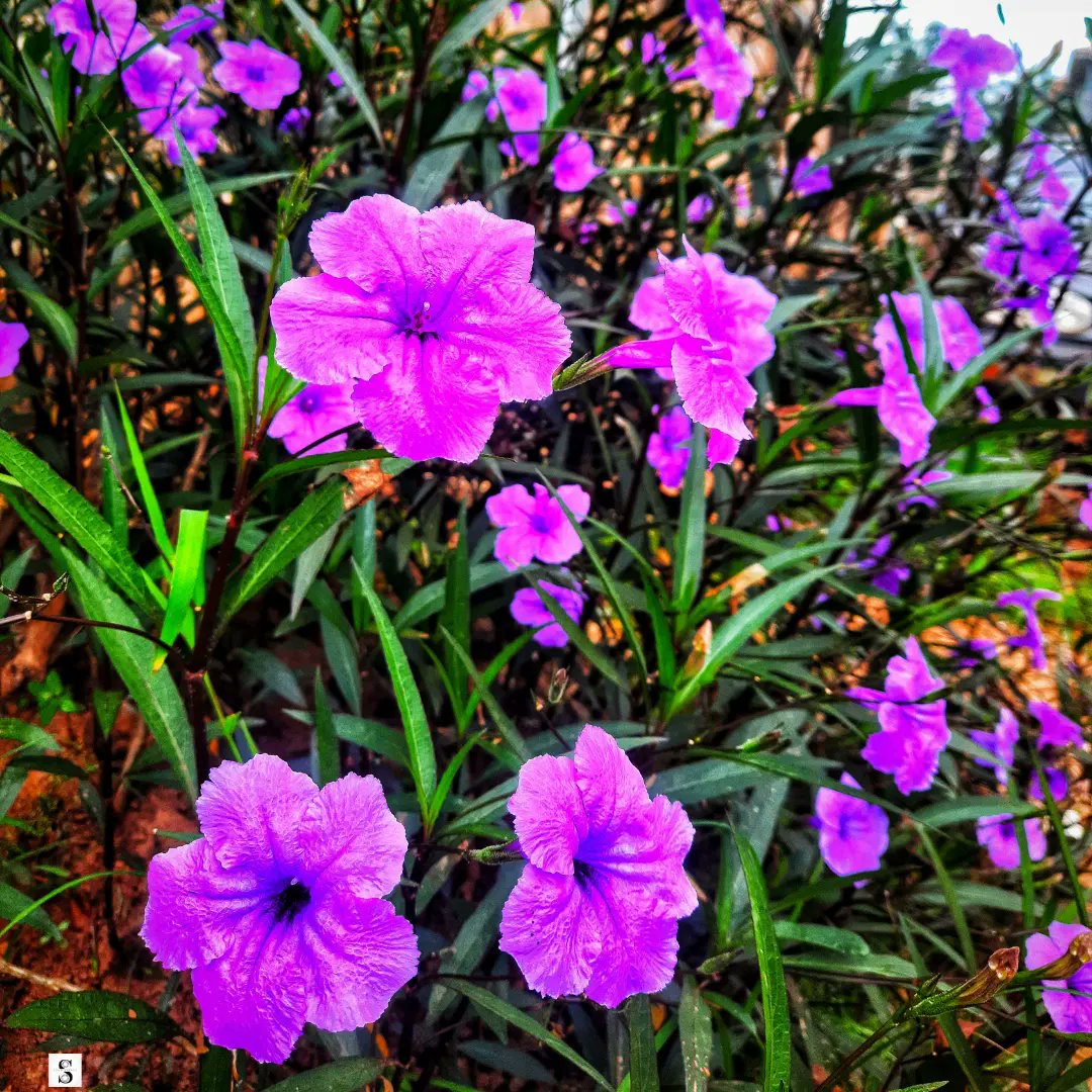 Leon_steazy's tweet photo. 📸: @leon_steazy1 

#naturephotography #naturereels #nature_perfection #natureza #naturelovers #natural #nature #flowerphotography #floral #pinkflowers #pink #art #mobilephotography #photooftheday #photos #photographylovers #photography https://t.co/Gjc9fzYQhy