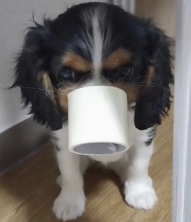 アポロ犬 Twitter Search Twitter