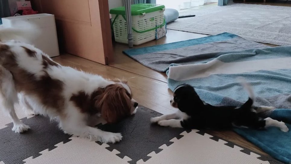 アポロ犬 Twitter Search Twitter