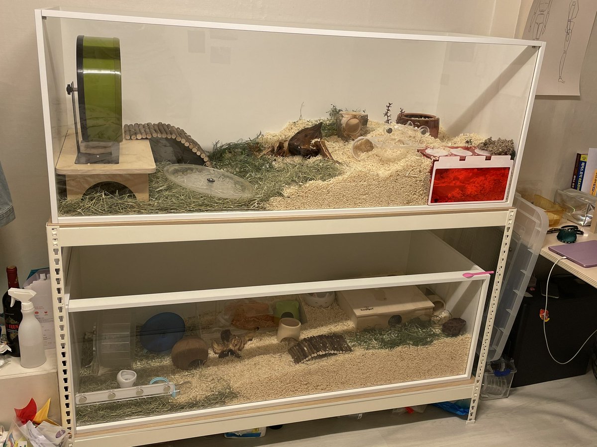 햄친놈네 햄스터 용품 정보타래🐹
이대로만 하면 당신도 개념똥줍개! (타래로)

케이지: 행햄케 1500*600*55 m.cubeframe.co.kr/goods/goods_vi…

베딩(톱밥): 모모팜 슬림와일드 m.smartstore.naver.com/momofarmstore/…

둥지재료: 모모팜 해동지(링크 동일)

모래존: 풀밧드(1/1밧드라고 부르기도): m.smartstore.naver.com/daallplus/prod…