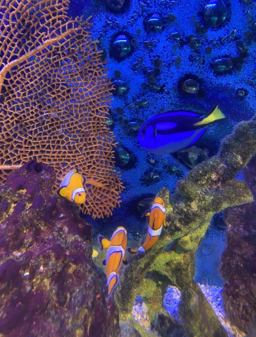 Student photo submissions in San Diego. The picture that looks like seaweed is shark egg! #dcpsgoesglobal