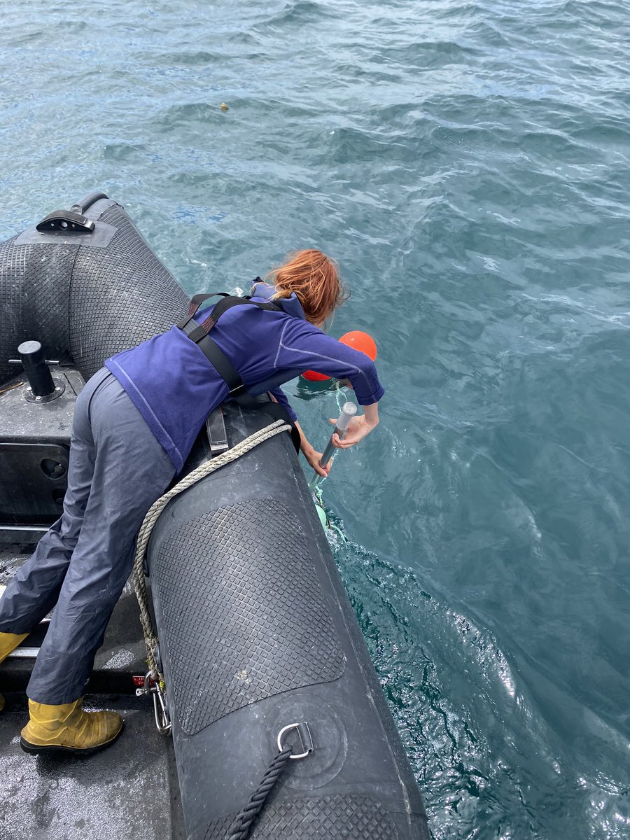 Been back almost two weeks now and seriously missing the Scillies! What a fantastic month of data collection using #bruvs on #rockyreef. Can’t wait to dig into the data and see what we found! <a href="/IoSIFCA/">Isles of Scilly IFCA</a> <a href="/Carrie_Bristow/">Carrie Bristow</a> @OwenExeter <a href="/SarahsElizabeth/">sarah elizabeth</a>