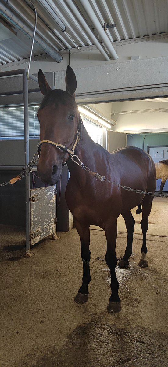 TaskuRaketti sai tänään puhtaat paperit hankkarivammasta! 50% vamma ja vuosi siihen meni että parani 💪 Hiljaa hyvää tulee 😎 #muchomachoman #ravit #täältätullaan