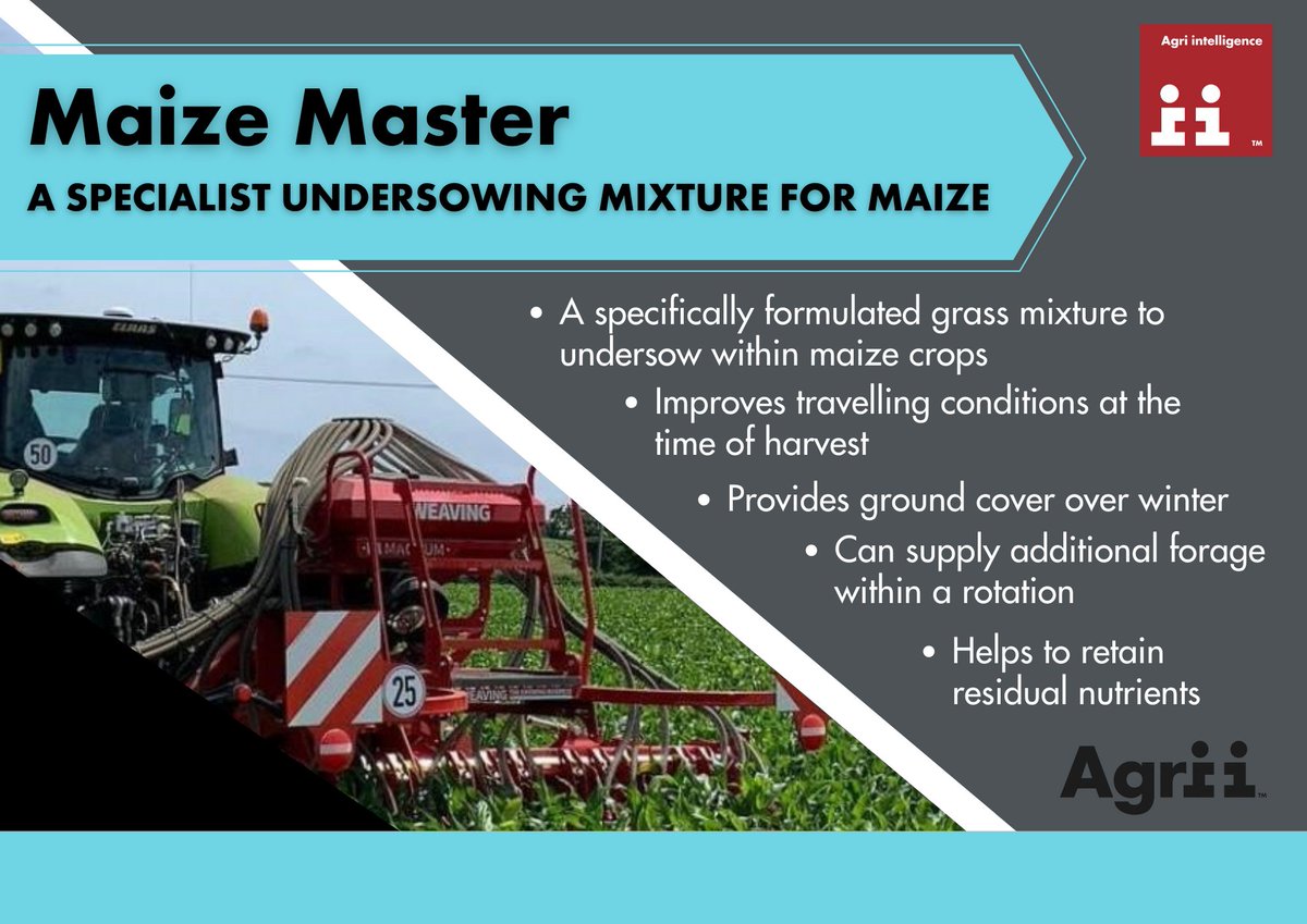 AgriiUK's tweet photo. With maize crops reaching 6-8 leaf stage, have you thought about #undersowing your maize?
Ask your usual Agrii contact about #MaizeMaster or get in touch!
Read more about how to increase the sustainability of growing maize here: https://t.co/y4gJlahhBA
#GreenHorizons https://t.co/j4cwcScPvR