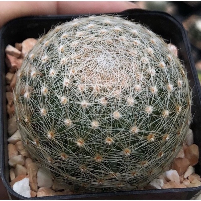 YuiPae's tweet image. ฉันกำลังขาย 🌸🌸🌸Mammillaria le... ที่ Shopee ในราคาสุดพิเศษเพียง ฿1,500 ซื้อเลยที่ shopee.co.th/charcoalcactus… #ShopeeTH