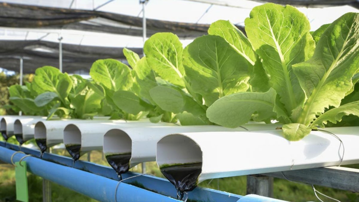 Are you interested in #aquaponics? <a href="/txextension/">Texas A&M AgriLife Extension Service</a> offers an online, self-paced 'Aquaponics for Beginners' course that will teach you:
🌱 Different types of systems.
🌱 What you need to start.
🌱  What you can grow.

Learn more at tx.ag/AquaponicsForB….