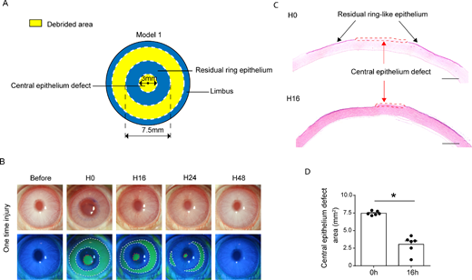 Li Wang et al, Sun Yat-sen University, show rabbit central corneal epithelial cells repair epithelial defects mainly by migration - their proliferation being limited, &amp; that limbal stem/progenitor cells are the main source of regenerative epithelial cells.
bit.ly/3AgxP8U