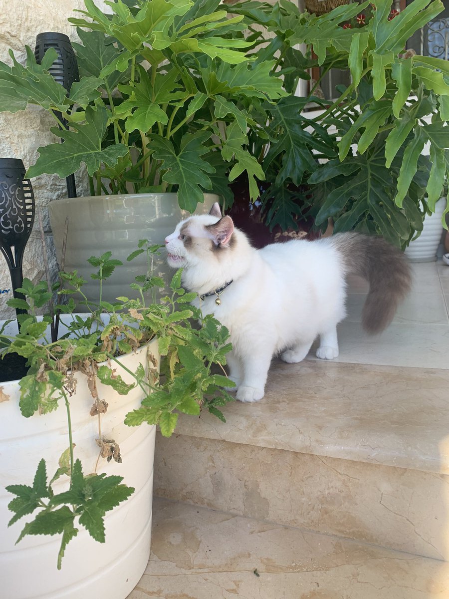 Anassz17's tweet photo. My cat is vegetarian https://t.co/b963Z9I5z3