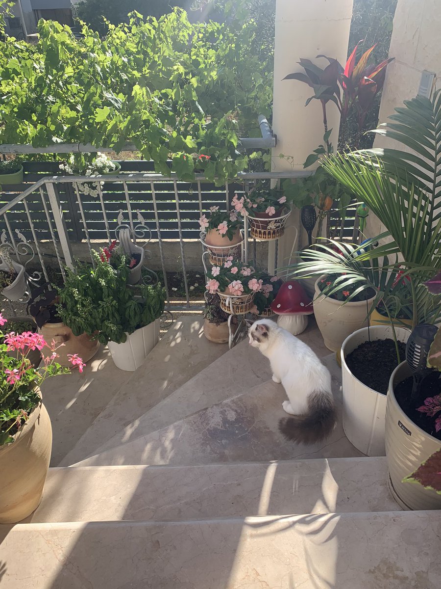 Anassz17's tweet photo. My cat is vegetarian https://t.co/b963Z9I5z3