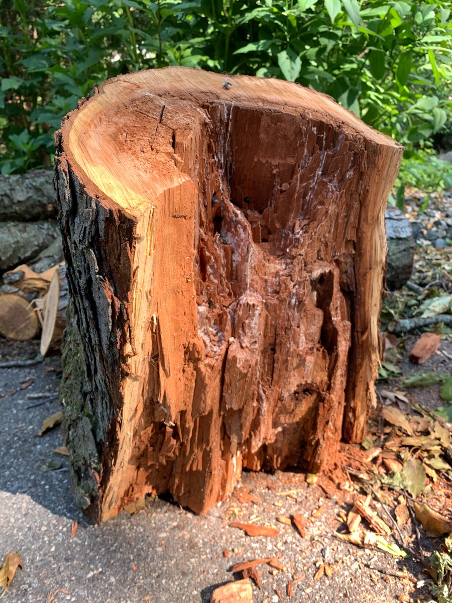 The large black cherry that fell in our yard had several types of wasps nesting in the dry, rotting core including an Ectemnius (possibly E. cephalotes), Crossocerus annulipes, and a Pemphredon (not shown).  See photos of prey (flies and leafhoppers). #wasplove #wasps #crabronid
