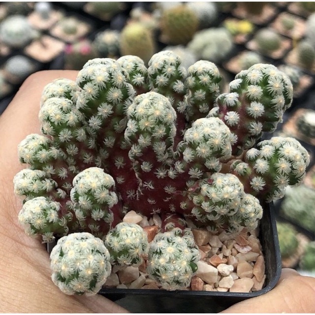 YuiPae's tweet image. ฉันกำลังขาย 💖💖 Mammillaria there... ที่ Shopee ในราคาสุดพิเศษเพียง ฿820 ซื้อเลยที่ shopee.co.th/charcoalcactus… #ShopeeTH