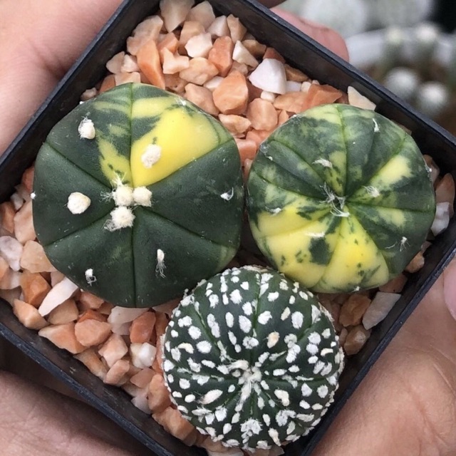 YuiPae's tweet image. ฉันกำลังขาย Pot ด่างต้นนี้ดอทสวยลา... ที่ Shopee ในราคาสุดพิเศษเพียง ฿399 ซื้อเลยที่ shopee.co.th/charcoalcactus… #ShopeeTH