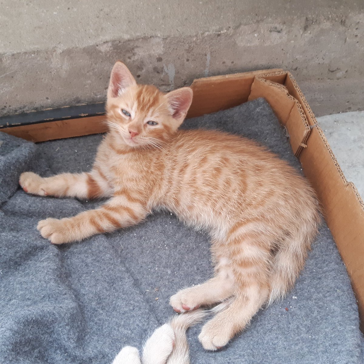 Deze 3 rode kittens (katers) zoeken een nieuw baasje. Met 2 weken mogen ze weg. Graag RT