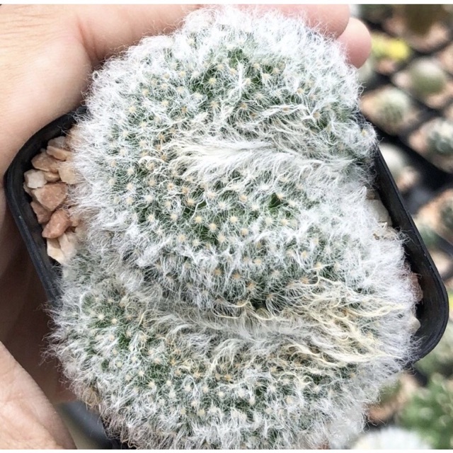 YuiPae's tweet image. ฉันกำลังขาย 🐑 มุ้งมิ้งสุดๆ 🍭 Mam... ที่ Shopee ในราคาสุดพิเศษเพียง ฿999 ซื้อเลยที่ shopee.co.th/charcoalcactus… #ShopeeTH