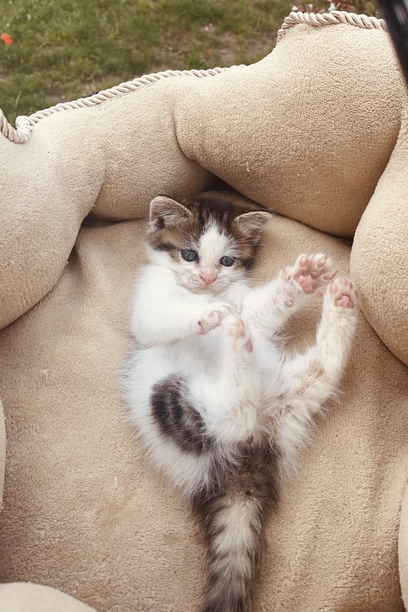 la_Xylia's tweet image. Je vous présente Tao 🤍 
Il a 2mois 🥰