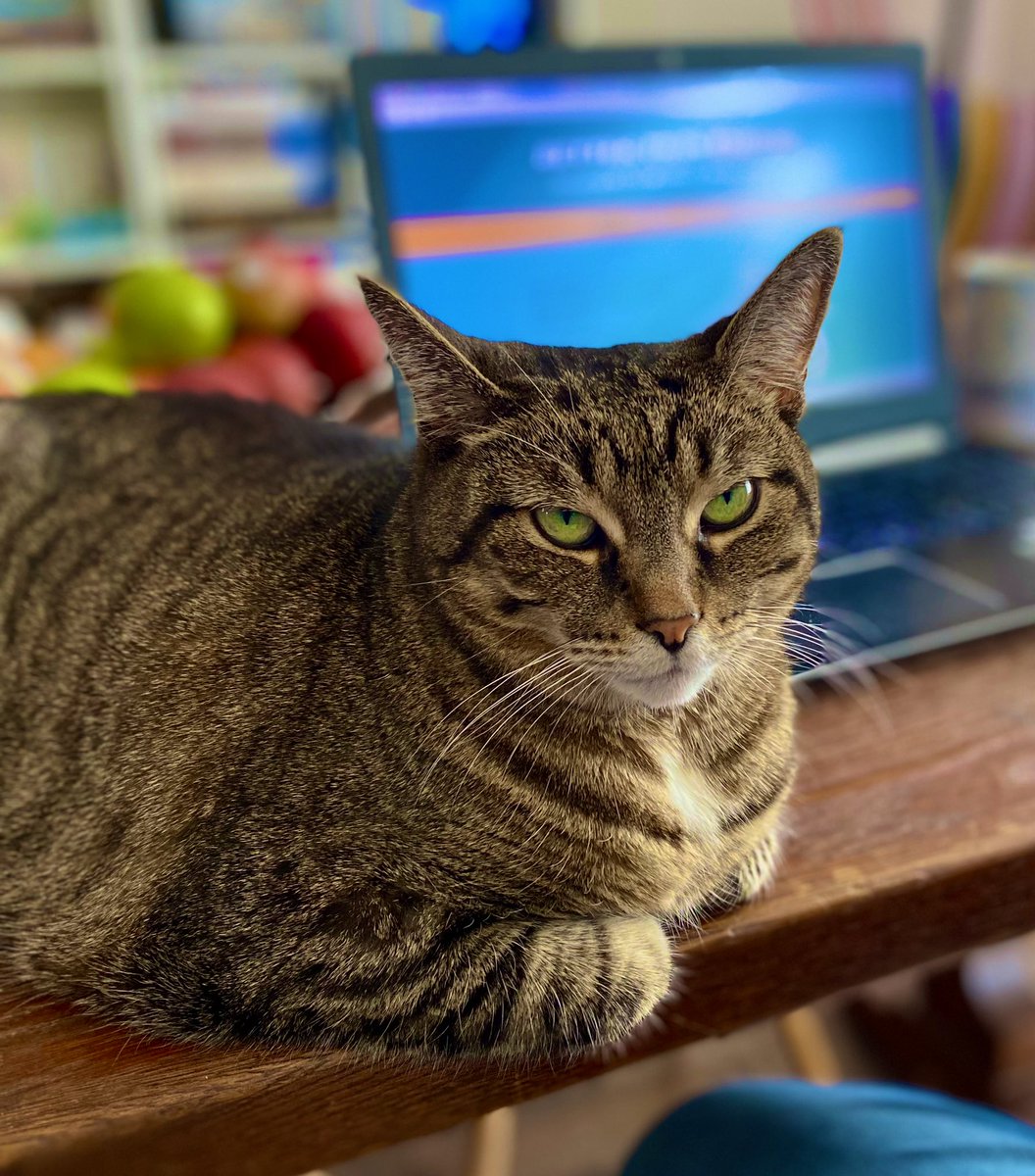 ZynfinityDesign's tweet image. As web-designers, the top 3 things we can’t live w/o when designing are:

• Web inspo sites, (they help motivate us when we face design roadblocks)

• Long walks— the best kind of break!

• And of course, cuddles from our overlord… I mean, cat, Pepper

What are your top 3?