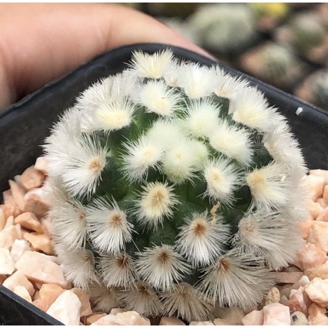 YuiPae's tweet image. ฉันกำลังขาย ลูกม๋าาา งื้อออ ปุยๆๆๆ... ที่ Shopee ในราคาสุดพิเศษเพียง ฿599 ซื้อเลยที่ shopee.co.th/charcoalcactus… #ShopeeTH