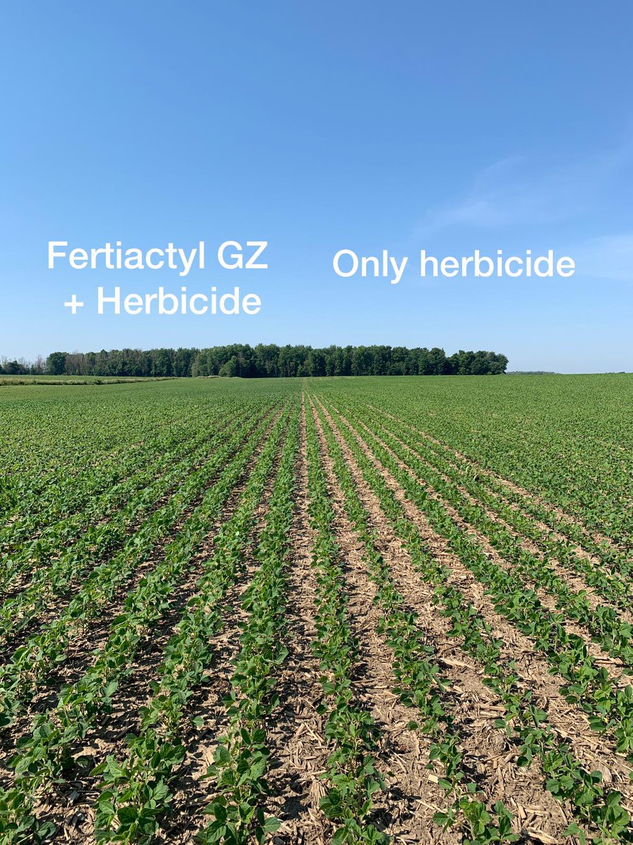 Result after 7 days of application with different protocols here in Perth with <a href="/MaikSchapendonk/">Maik Schapendonk</a>, the pictures say it all.                             <a href="/TimacAgroCanada/">Timac Agro Canada</a>  <a href="/leoamanciolopes/">Leonardo Amancio Lopes</a> #fertiactylgz #thinkdifferentfarmbetter