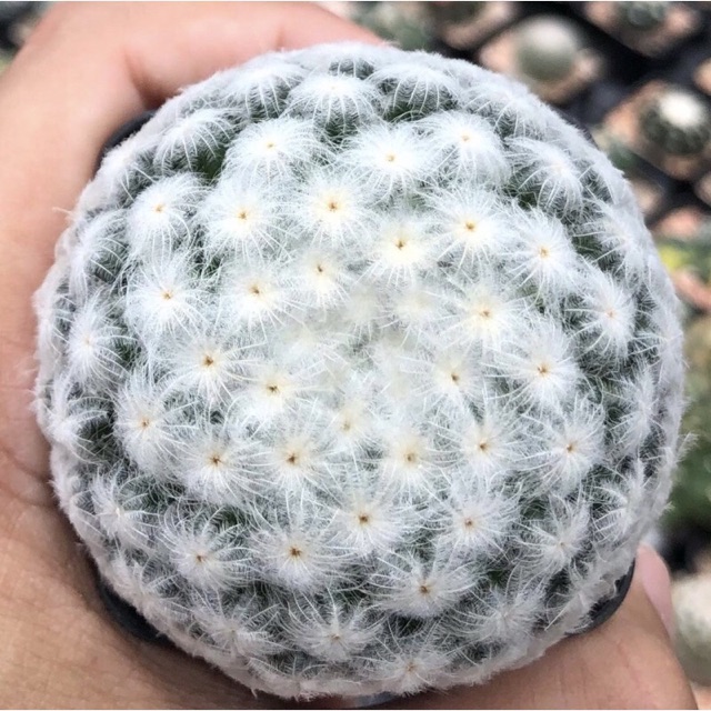 YuiPae's tweet image. ฉันกำลังขาย 🕊🕊จุดส้มโดดเด่น ขน... ที่ Shopee ในราคาสุดพิเศษเพียง ฿1,200 ซื้อเลยที่ shopee.co.th/charcoalcactus… #ShopeeTH