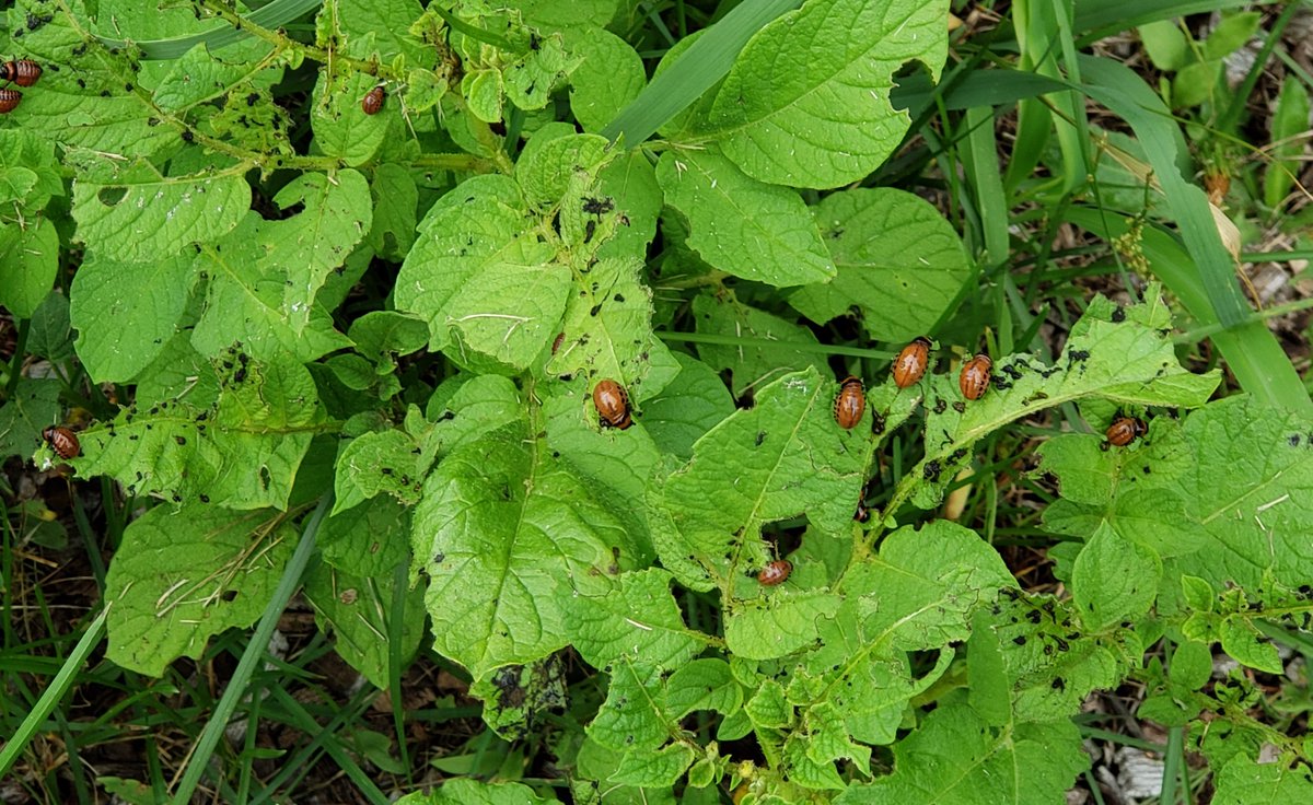 TILLING AND FUNGICIDES destroy AMF and other #BeneficialFungi in your fields. Molds and mildews on your crops may be reduced- but disease indicates an imbalance in your soil. To find out the benefits of #RegenerativeAg for crop and soil health contact STBiologicals.com