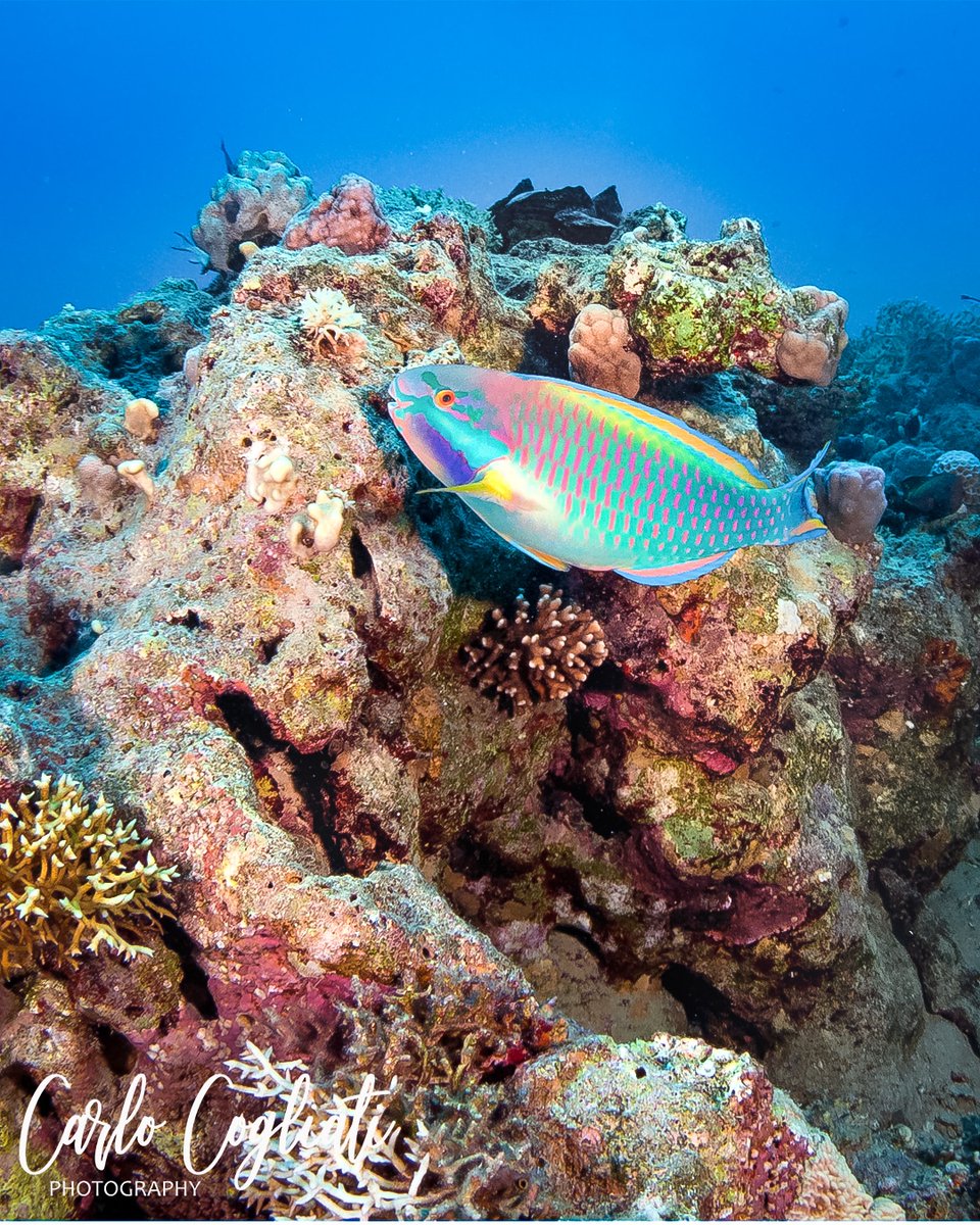 IDiveWorld's tweet photo. The colors of the big blue
New program for Underwater Photographers https://t.co/XVG42TXEd1