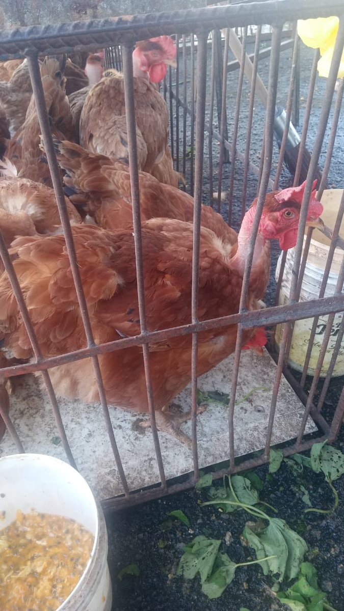fernandbezerril's tweet photo. Chegando da Paraíba as galinhas para  sua Estação Papary rest Marinas Camarões entrada de Nísia Floresta ! Também chegou Pato 🦆 Carneiro 🐏 , Buchada d bode e coelhos  ! Todas as sextas sábados e domingos ! T cartões crédito veja Instagram Google Zap 9 99827252 https://t.co/qRN6CbIutG