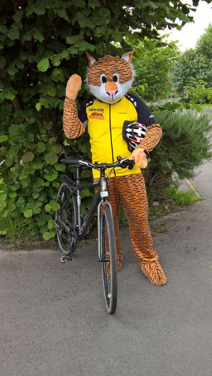 Tigers4Ever2010's tweet photo. Tigers4Ever mascot #TobyTheTiger has gone on tour again, keep an eye out for him this week at Sweet #Tiger in #Crowthorne High Street https://t.co/kubtsSy2qN https://t.co/NBrz5JYWhV